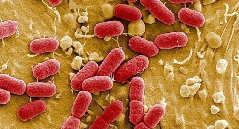 Antibiyotiklere dirençli ´süper bakteri geni´ bulundu