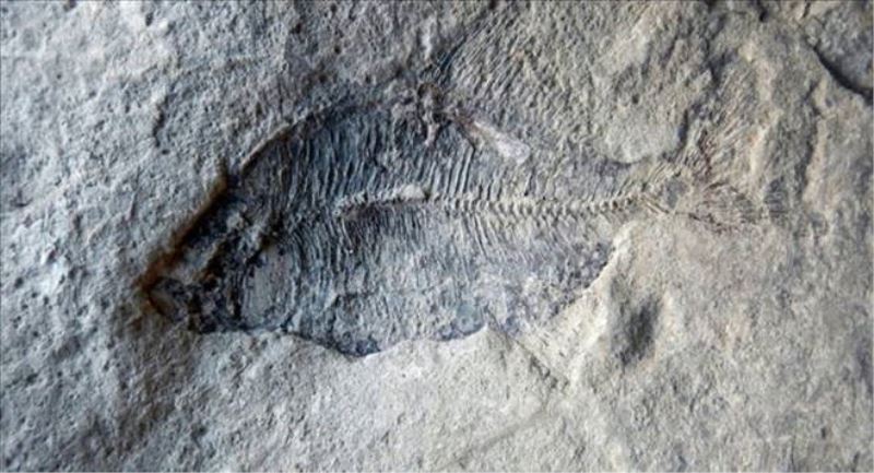 60 milyon yıl yaşında balık