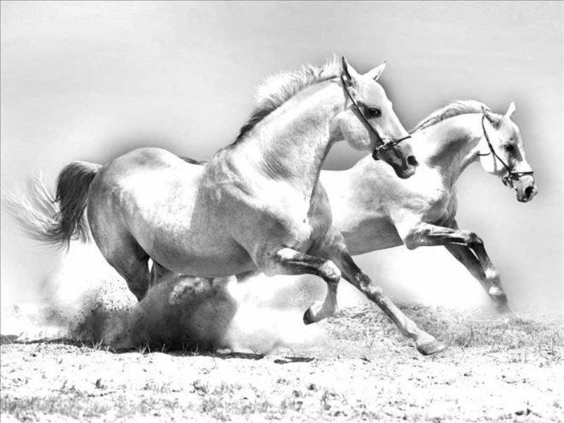 Türk Kültür Coğrafyasında At İle İlgili İnanışlar -2