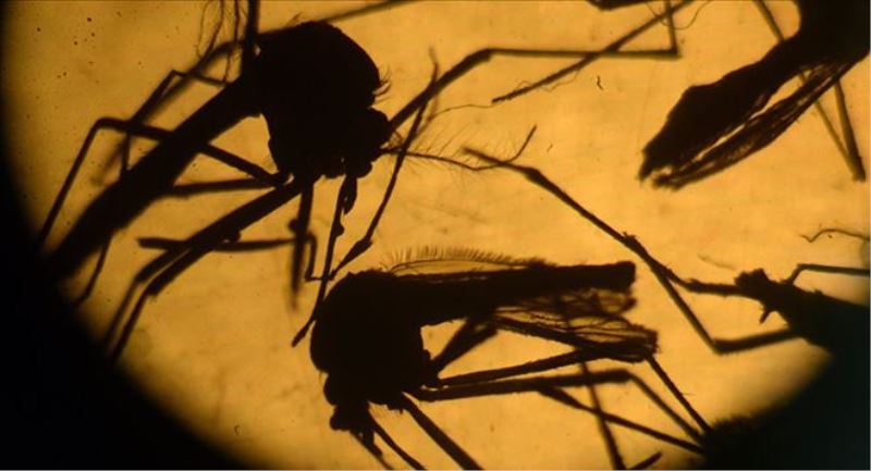 Genetiği değiştirilmiş sivrisinekler Zika´yla mücadele edecek  