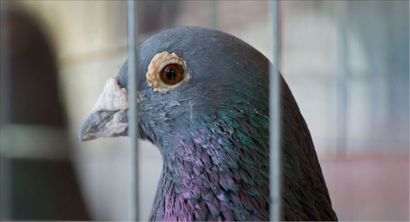 Hindistan´da başbakanı ´tehdit eden´ güvercin tutuklandı  