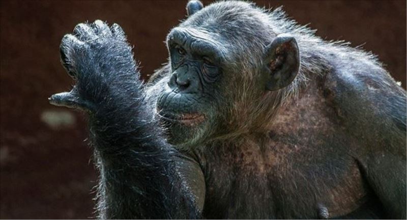 ´İnsan olmayan kişi´ sayılan şempanze özgür kalacak  