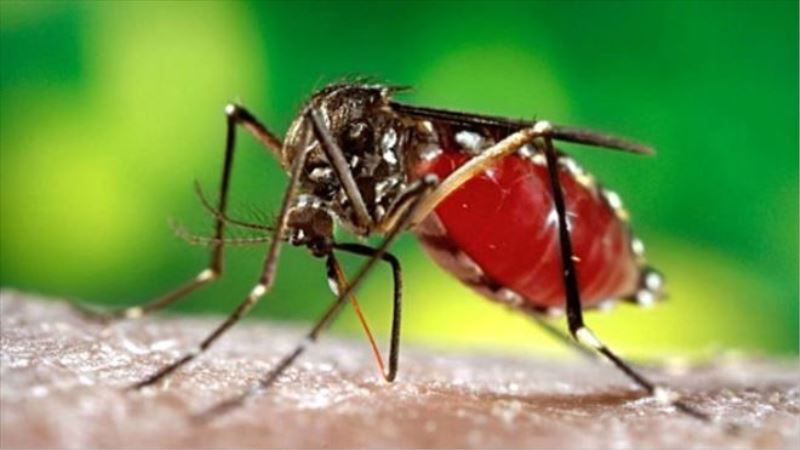 Dünya Sağlık Örgütü´nden “Zika uyarısı
