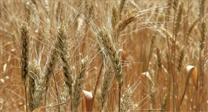 FT: Rusya dünyanın en büyük buğday ihracatçısı olabilir