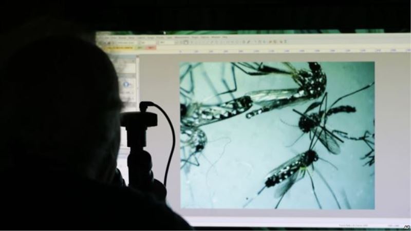 Zika Virüsünün Yayılmasını Önleyecek İlaç Bileşimleri Bulundu