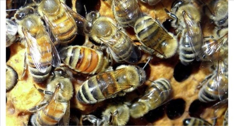 Arıların yalnızca içgüdülerinin değil, durumun gerektirdiği şekilde de davranabildiği ortaya çıktı