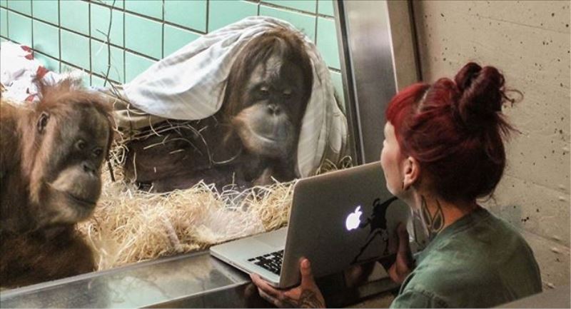 Orangutanlar da Tinder kullanacak: Tek eksik sağlam bir tablet