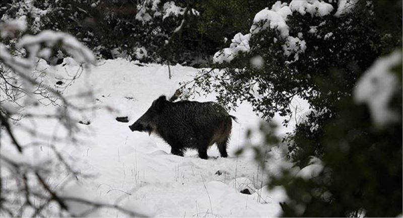 Çekya ormanlarında radyoaktif yaban domuzları bulundu