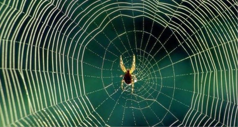 Sentetik Örümcek Ağı Tekstil Sektöründe Çığır Açabilir