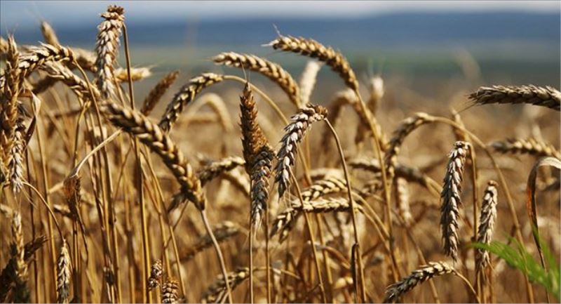 Rusya, Suriye´de Ortadoğu´nun en büyük tahıl sevkiyat merkezini kuracak
