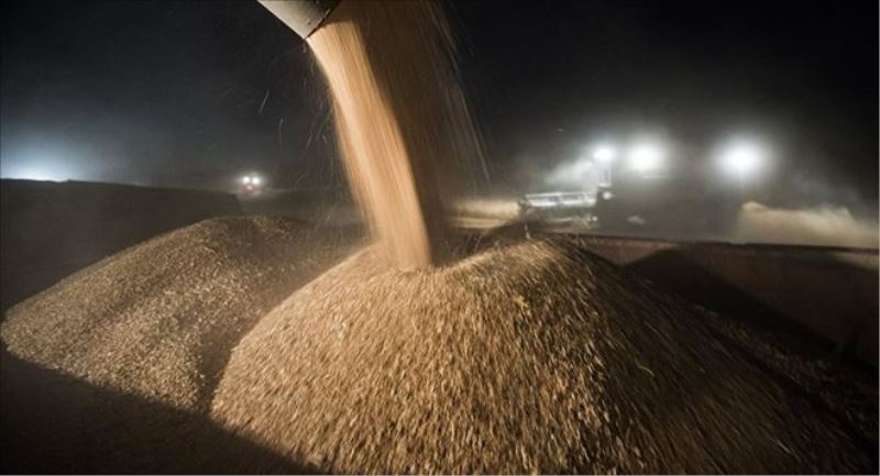 ABD Tarım Bakanlığı: Buğday ihracatının lideri Rusya
