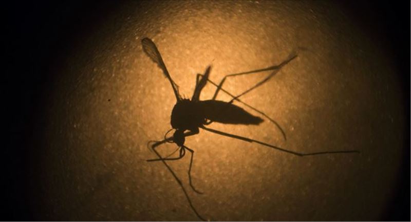 Uzmanlardan, tropik kökenli salgın hastalıklar için uyarı