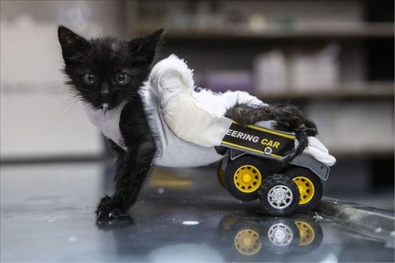 Arka bacakları tutmayan kediye oyuncak kamyondan yürüteç yapıldı