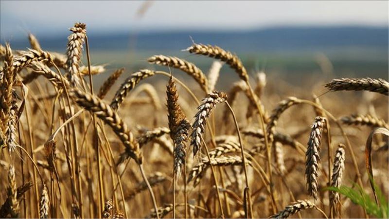 Buğday, arpa ve mısırda vergi sıfırlandı