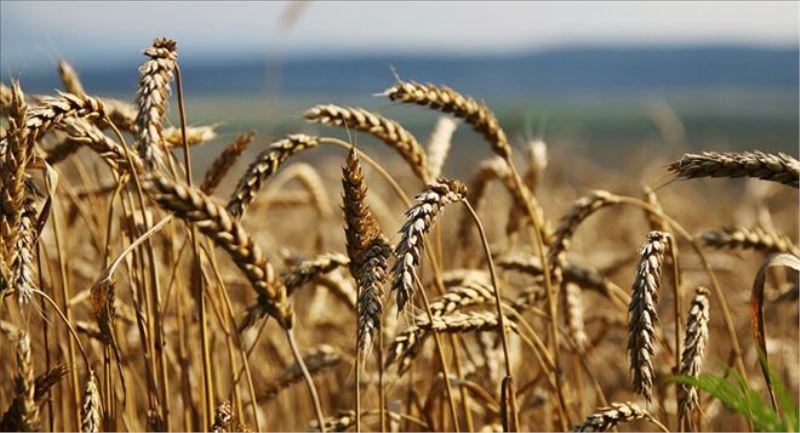 TMO Genel Müdürü Güldal: Sadece spekülatörler değil tacir ve sanayici de buğdayı elinde tutuyor, satmıyor