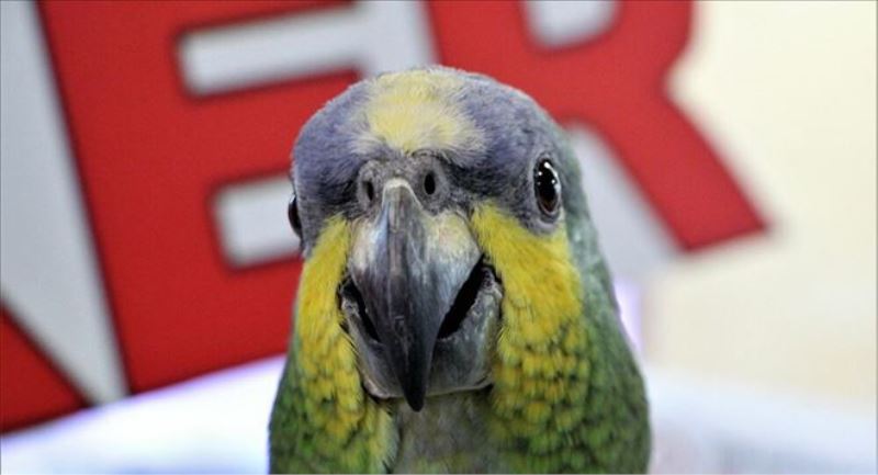İstanbul´da yeşil papağan istilası: Kent faunası bozulma riski altında