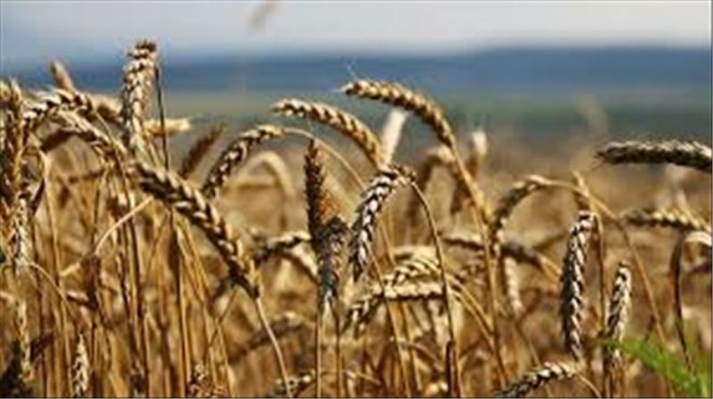 Mahşerin bir atlısı daha çıkageldi: Dördüncü büyük ihracatçı, GDO´lu buğday üretim-tüketimine onay veren ilk ülke oldu
