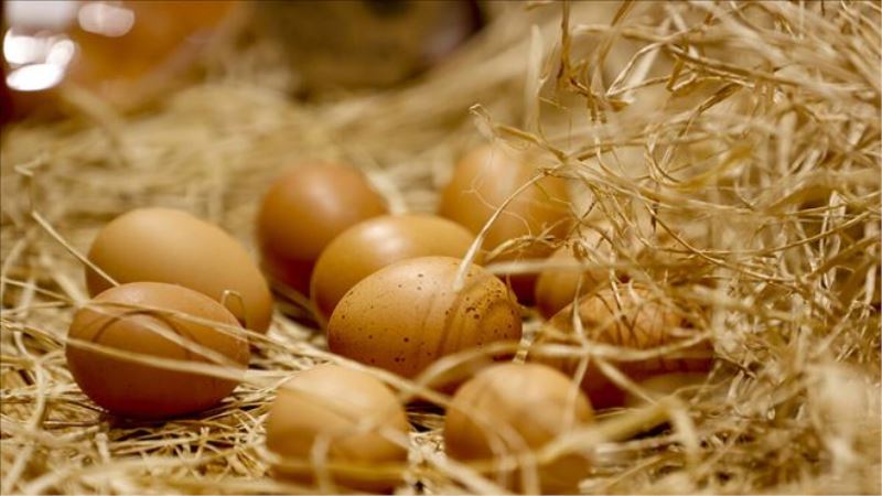 Türkiye Yumurta Üreticileri Birliği Başkanı Afyon: Yumurtacı 17 ay zarar etti, şimdi maliyetine satış çok görülmemeli