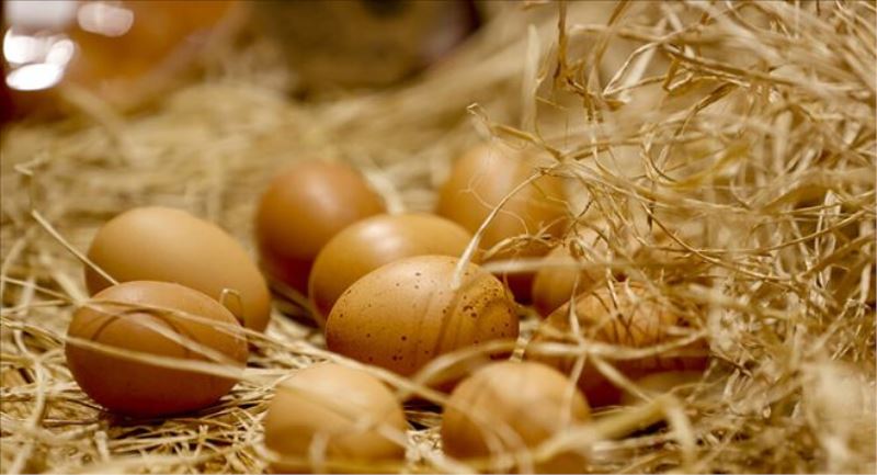 Tarım ve Orman Bakanlığı, yumurta üreticilerini toplantıya çağırdı: Fiyatlardaki artış incelemeye alındı