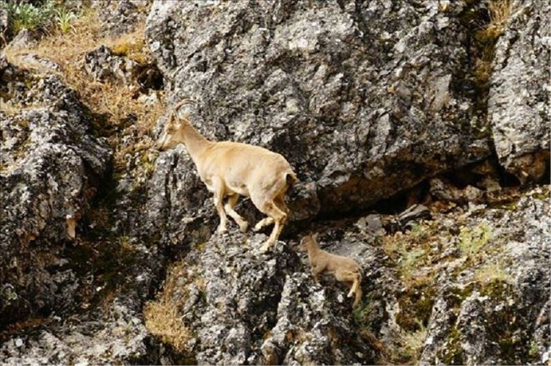 Tunceli´deki dağ keçisi avlama ihalesi tepkiler üzerine iptal edildi