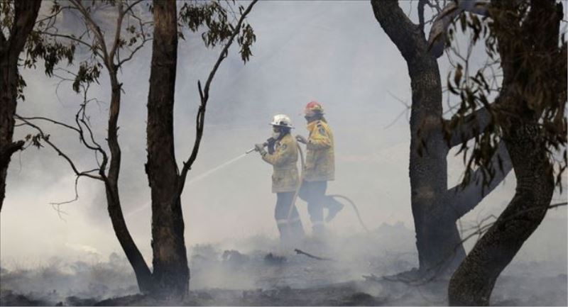 Yangınlar Avustralya´daki ormanların yüzde 21´ini yok etti