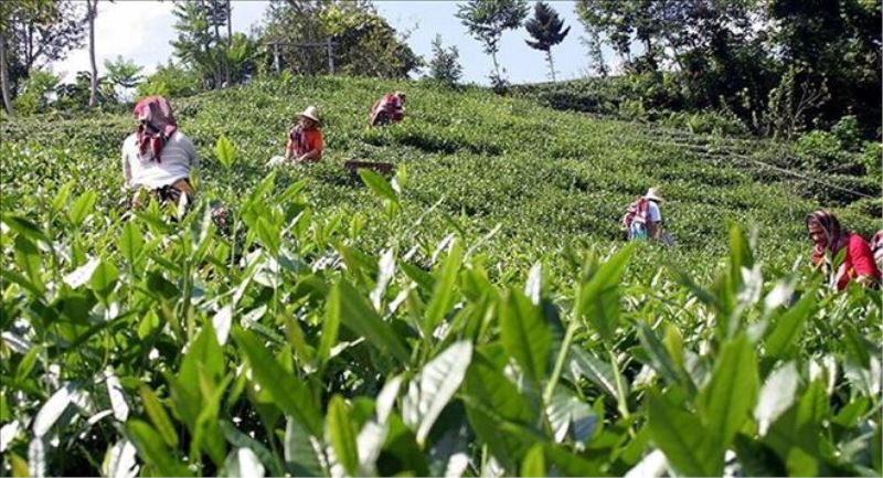 Çay üreticileri 30 Nisan´a kadar Rize´ye gelebilecek