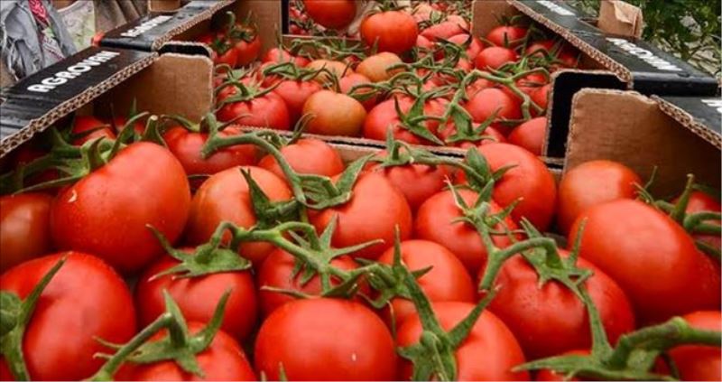 Rusya´da domates ithalatını kısıtlama önerisi: Türk üreticileri etkileyebilir