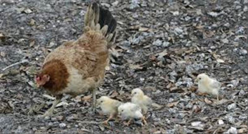 İran´da yaklaşık 7 bin tavuk üreticisi iflas etti