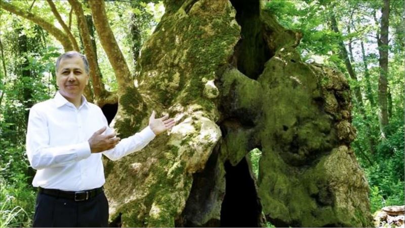 İstanbul Valisi Yerlikaya, şehrin en yaşlı ağacını ziyaret etti