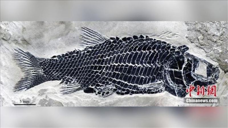 Çin´de 244 milyon yıl öncesine ait balık fosili bulundu
