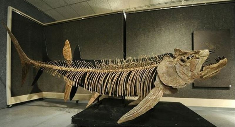 Arjantin´de 70 yıl önce bulunan balık fosilinin 70 milyon yıllık olduğu keşfedildi