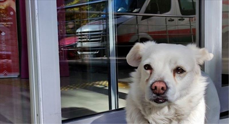 Köpek boncuk sahibine kavuştu: 5 gün hastane kapısı önünde beklemişti