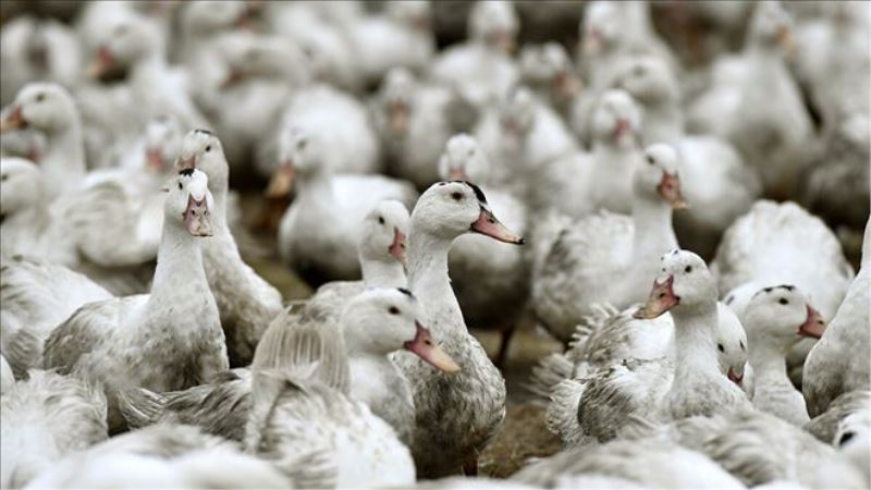 Almanya´da kuş gribi: 62 bin hindi ve ördeğin öldürülmesine karar verildi