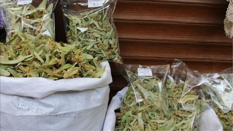 Ihlamur 400 liradan satışta: ´50 gramlık paketler haline hazırlıyoruz´