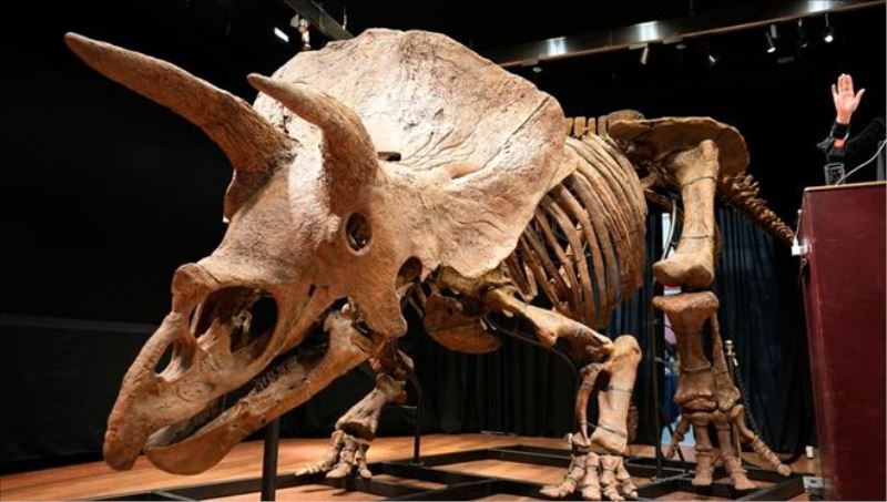 Şimdiye kadar bulunan en büyük triceratops iskeleti 6,6 milyon euroya satıldı