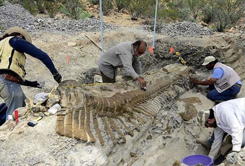 ABD´de 72 milyon yıllık dinozor fosili bulundu