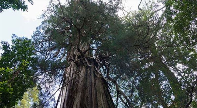 Arjantin´in 2 bin 600 yaşından büyük ağacı 