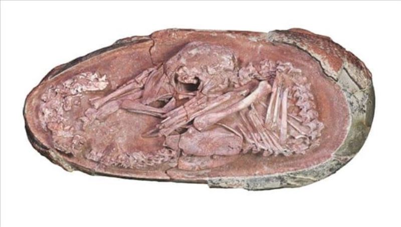 Çok iyi korunmuş dinozor embriyosu bulundu: En az 66 milyon yaşında