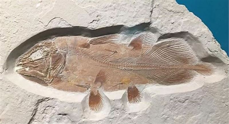 İngiltere´de 66 milyon yıllık balık fosili bulundu