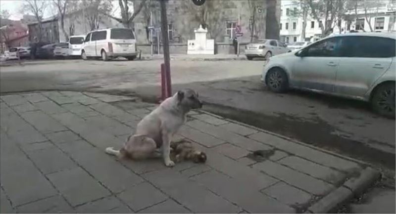 Kars´ta bir sokak köpeği, ölen yavrusunun başında saatlerce bekledi