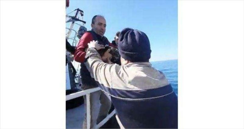 Zonguldak´ta kaybolan kedi Tekirdağ´da bulundu: Tekneye binip gitmiş