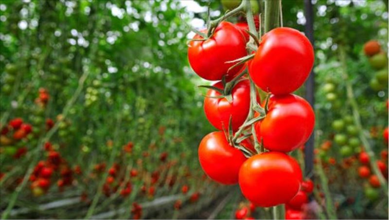 İsrail´den gelen virüs tehlikesi: ´3 yıl içinde domates bulamayacağız´
