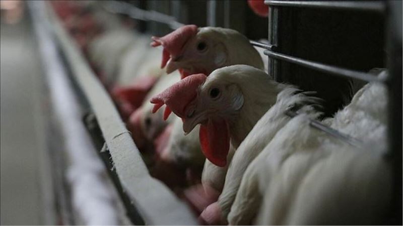 Tavuk fiyatlarında artış yüzde 20´yi buldu
