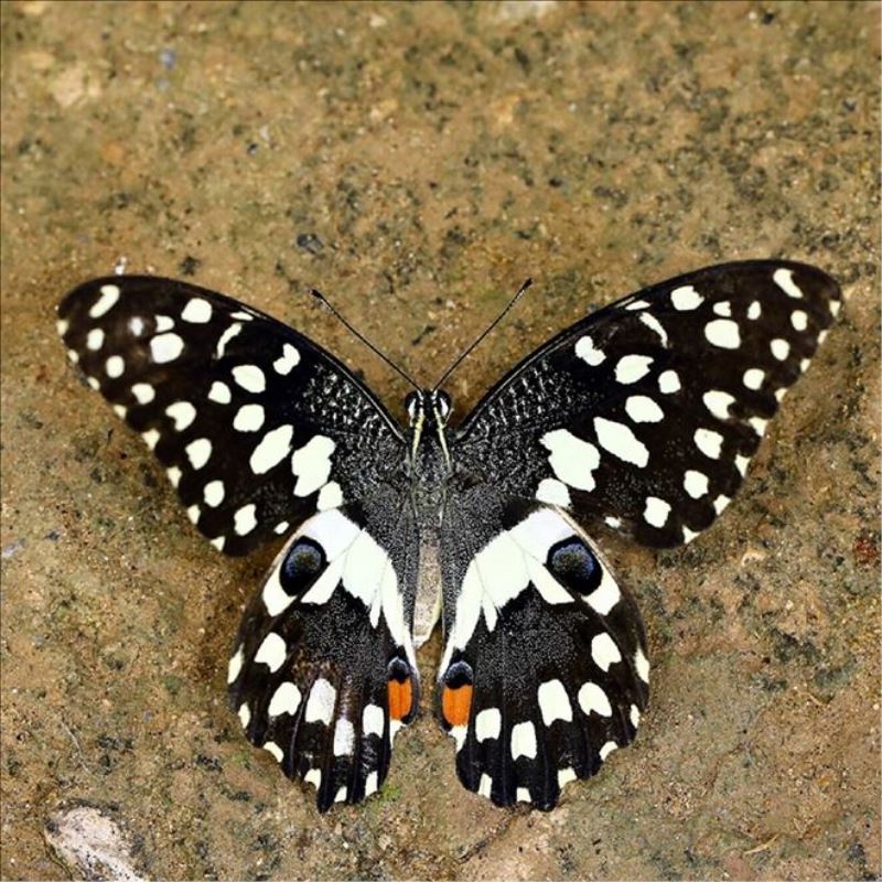 Kuzey Kıbrıs´ta ilk kez ´Nusaybin Güzeli´ kelebeği görüntülendi: Nasıl geldiği bilinmiyor
