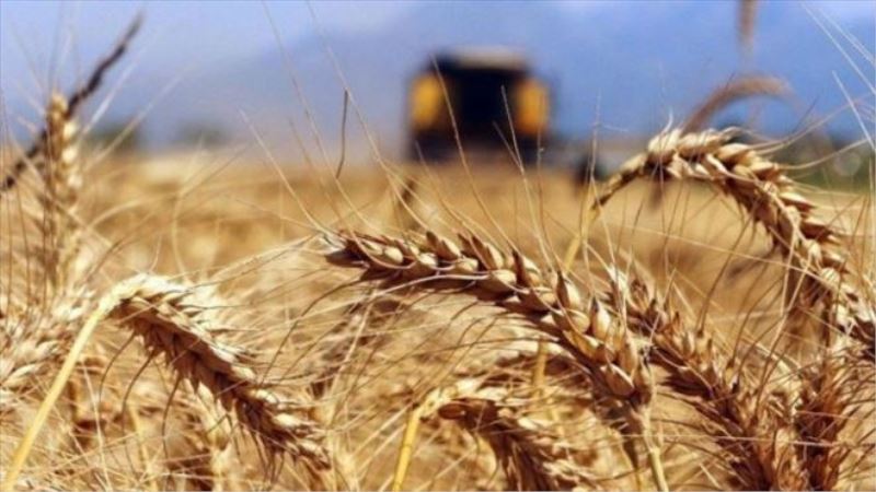 Rusya, tahıl ve şeker ihracatını yasakladı