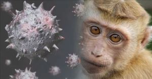 Dünya maymun çiçeği virüsü yayılıyor