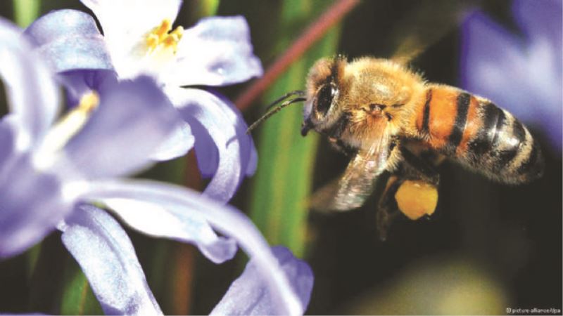 AB arılar için devrede