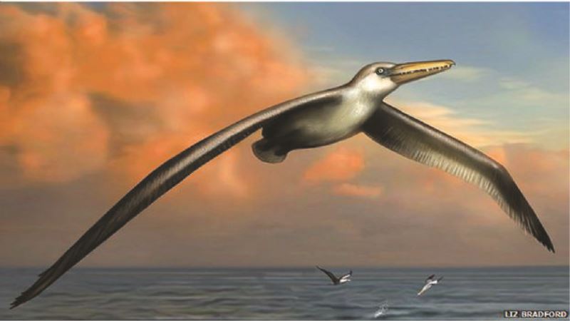 `Dev kuşa ait` fosiller bulundu