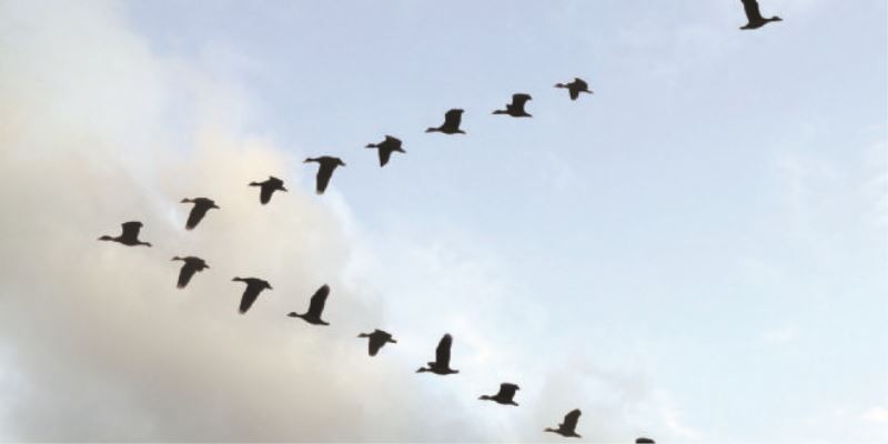 Kuş Sürüleri Neden V Çizerek Uçar?