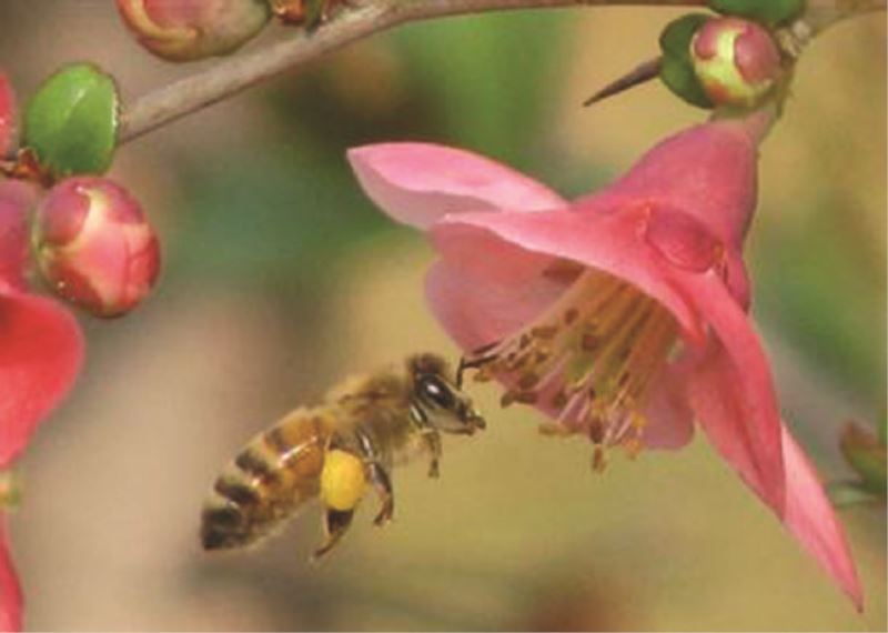 Bal arısı antibiyotiğe alternatif mi oluyor?